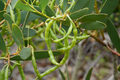 Acacia longifolia