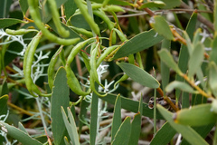 Acacia longifolia