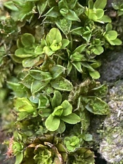 Syntrichia papillosa
