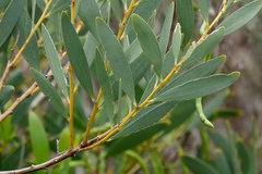 Acacia longifolia