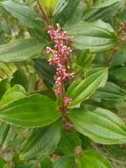 Miconia ciliata