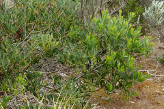 Acacia longifolia