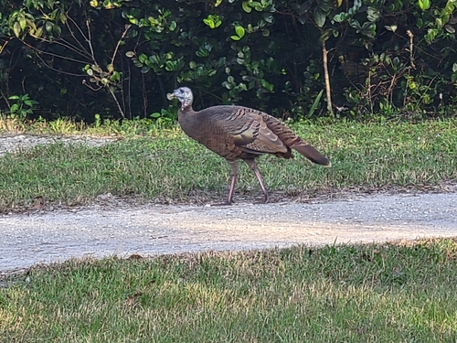 Osceola Turkey photographed in Florida