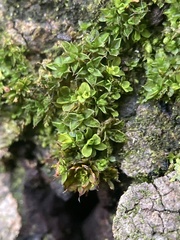 Syntrichia papillosa