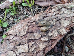 Drusia valenciennii