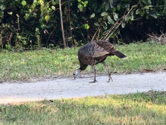 Meleagris gallopavo osceola