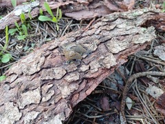 Drusia valenciennii