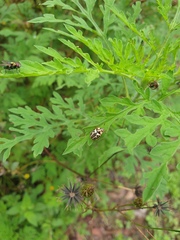 Zygogramma bicolorata
