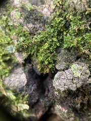 Syntrichia papillosa