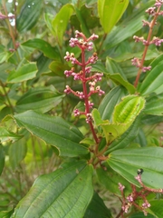 Miconia ciliata