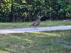 Meleagris gallopavo osceola