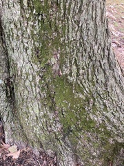 Syntrichia papillosa