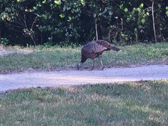 Meleagris gallopavo osceola
