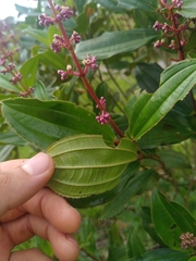 Miconia ciliata