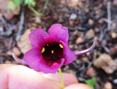 Diascia tanyceras