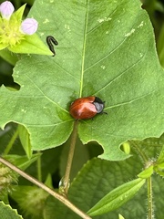 Chelymorpha cribraria