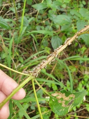 Aconophora compressa