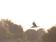 Rynchops flavirostris