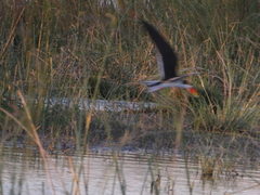 Rynchops flavirostris