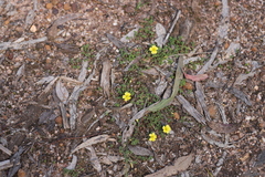 Oxalis exilis