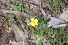 Oxalis exilis