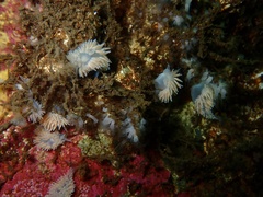 Scyphozoa