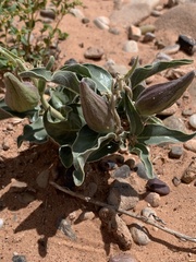 Asclepias macrosperma