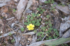 Oxalis exilis