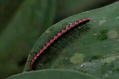 Helicorthomorpha holstii