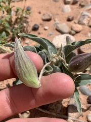Asclepias macrosperma