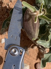Asclepias macrosperma