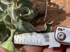 Asclepias macrosperma