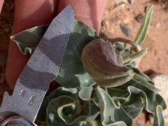 Asclepias macrosperma