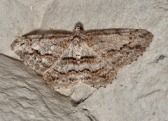 Didymoctenia exsuperata