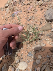 Lygodesmia grandiflora entrada