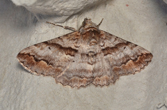 Gastrinodes bitaeniaria