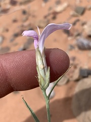 Lygodesmia grandiflora entrada