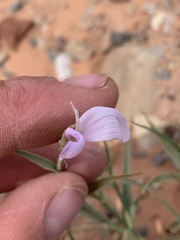 Lygodesmia grandiflora entrada
