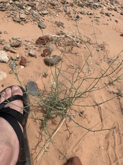 Lygodesmia grandiflora entrada