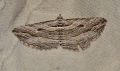 Chrysolarentia severata