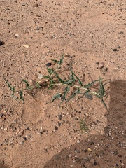 Asclepias macrosperma