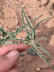 Asclepias macrosperma