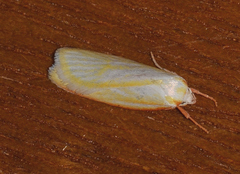 Eochrois callianassa