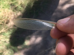 Coptopteryx argentina