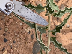 Asclepias macrosperma
