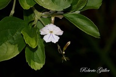 Duranta vestita