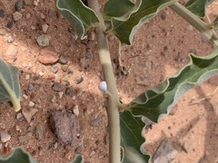 Asclepias macrosperma