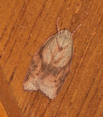Euchaetis iozona