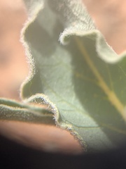Asclepias macrosperma