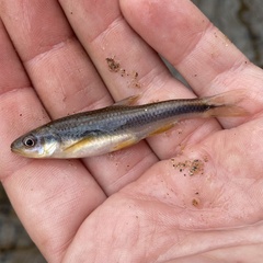Notropis lutipinnis